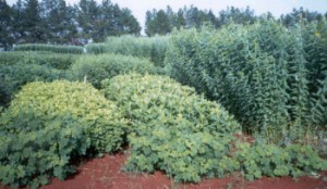 Adubo+verde_