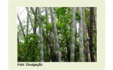 Uso do bambu é alternativa para evitar o corte de florestas nativas