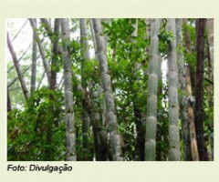Uso do bambu é alternativa para evitar o corte de florestas nativas