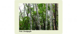 Bambu_nativo__dentro__2011102084758
