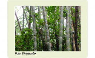 O bambu pode ser usado para evitar o corte de florestas nativas