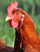 O perfil da galinha caipira Embrapa 051