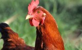A galinha caipira Embrapa 051 é boa opção para as criações na agricultura familiar