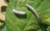 Um bioinseticida para acabar com os ataques de lagartas nas plantações agrícolas