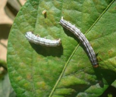 Um bioinseticida para acabar com os ataques de lagartas nas plantações agrícolas