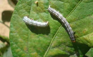 Um bioinseticida para acabar com os ataques de lagartas nas plantações agrícolas