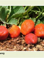 É possível cultivar e produzir morangos no semiárido brasileiro