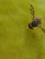 Este ano o Brasil deve criar um programa nacional de combate a mosca da fruta