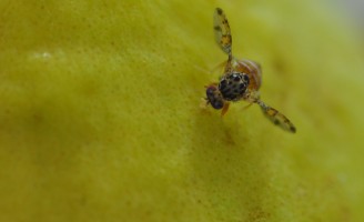 Este ano o Brasil deve criar um programa nacional de combate a mosca da fruta