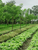 Como ter uma produção agropecuária sem causar danos ao meio ambiente