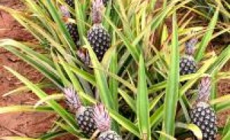 Sementes de abacaxi BRS Imperial foram distribuídas em municípios baianos