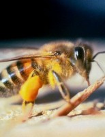 Em época crítica é possível dar alimentação artificial para as abelhas