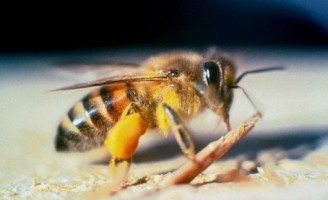 Em época crítica é possível dar alimentação artificial para as abelhas