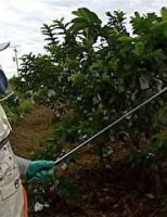 Uso de agrotóxicos pode beneficiar ou prejudicar o produtor rural