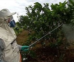 Uso de agrotóxicos pode beneficiar ou prejudicar o produtor rural