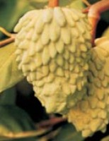 Uma fruta para se cultivar no nordeste