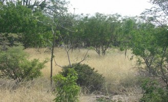 Plantas naturais da caatinga podem ser usadas como forragem para os animais