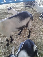 Cruzamento de cabras nativas com reprodutores puros dá mais valor ao rebanho