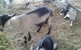Cruzamento de cabras nativas com reprodutores puros dá mais valor ao rebanho