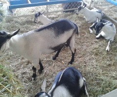 Cruzamento de cabras nativas com reprodutores puros dá mais valor ao rebanho