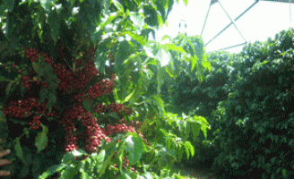 Como salvar a plantação de café com as variações da temperatura ambiental