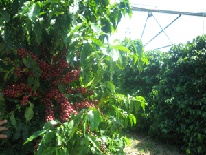 Como salvar a plantação de café com as variações da temperatura ambiental
