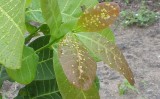 Combate a mosca-branca-do-cajueiro