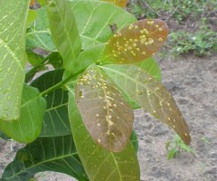 Combate a mosca-branca-do-cajueiro