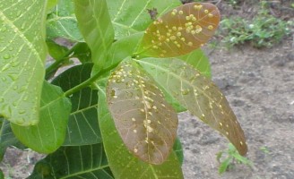 Combate a mosca-branca-do-cajueiro