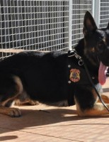 Cães farejadores vão ajudar na fiscalização agropecuária do Brasil