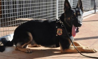 Cães farejadores vão ajudar na fiscalização agropecuária do Brasil