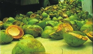 casca de coco