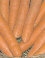Uma cenoura própria para cultivo no verão