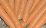 Uma cenoura própria para cultivo no verão