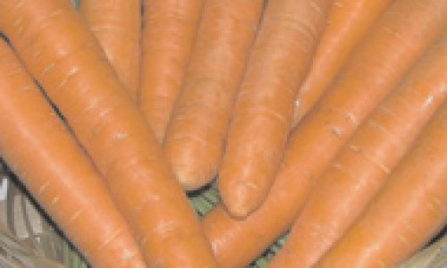 Uma cenoura própria para cultivo no verão