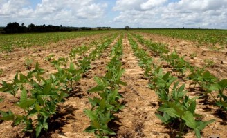 Novas cultivares de feijão-caupi de cor verde