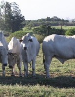Programas de manejo ajudam o produtor ter sucesso na criação de gado