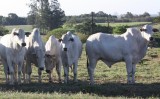 Programas de manejo ajudam o produtor ter sucesso na criação de gado