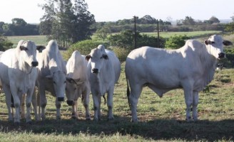 Programas de manejo ajudam o produtor ter sucesso na criação de gado