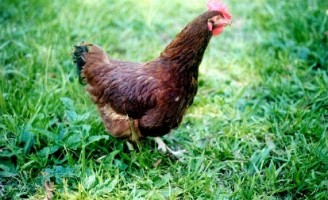 O frango alternativo de corte pode agregar renda à pequena propriedade rural