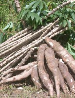 Mudas de mandioca com mais qualidade genética foram distribuídas para produtores  nordestinos