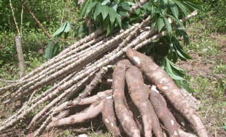 Mudas de mandioca com mais qualidade genética foram distribuídas para produtores  nordestinos