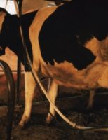 Evolução tecnológica ajuda no bom desempenho das fazendas leiteiras