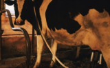 Evolução tecnológica ajuda no bom desempenho das fazendas leiteiras