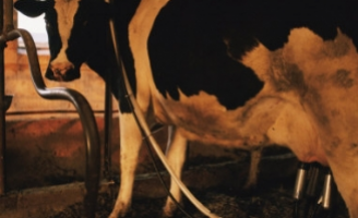 Evolução tecnológica ajuda no bom desempenho das fazendas leiteiras