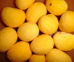Cuidados que o agricultor deve ter para o cultivo do pequi