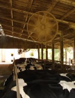 Conforto e respeito pelos animais oferecem maior produtividade e lucratividade ao produtor