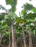 Aprenda a controlar a infestação de plantas daninhas nos plantios de banana