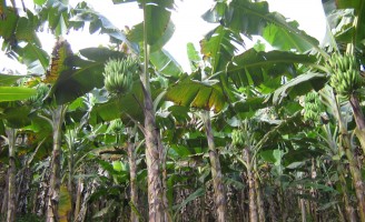 Aprenda a controlar a infestação de plantas daninhas nos plantios de banana
