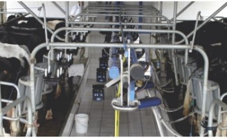 Cuidados  para se produzir um leite de qualidade